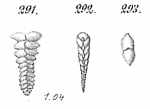 Textularia pectinata