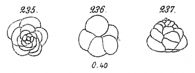 Trochammina vesicularis, author: Cedhagen, Tomas