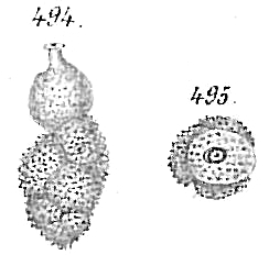 Uvigerina auberiana Uvigerina auberiana