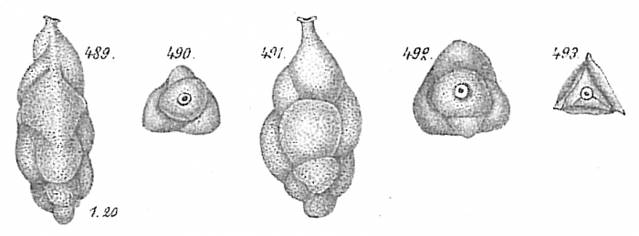 Uvigerina canariensis Uvigerina canariensis