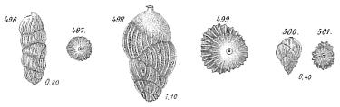 Uvigerina pygmaea, author: Cedhagen, Tomas
