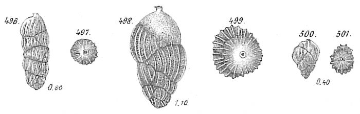 Uvigerina pygmaea Uvigerina pygmaea