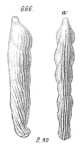 Vaginulina costata Vaginulina costata