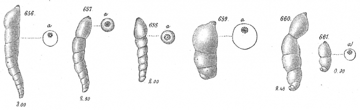 Vaginulina glabra Vaginulina glabra