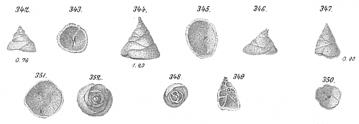 Valvulina conica Valvulina conica