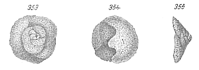 Valvulina fusca Valvulina fusca