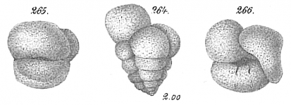 Verneuilina propinqua, author: Cedhagen, Tomas