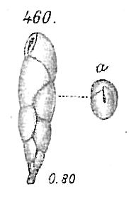 Virgulina squamosa Virgulina squamosa