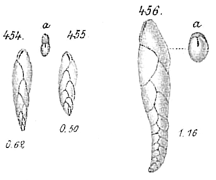 Virgulina squamosa Virgulina squamosa