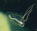 Sarsia princeps, author: Fisheries and Oceans Canada
