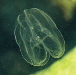 Lobata comb jelly, author: Fisheries and Oceans Canada, Roberta Miller