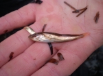 Gadiformes