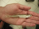 Menidia menidia - Atlantic silverside, author: Fisheries and Oceans Canada, Marie-He Thiault