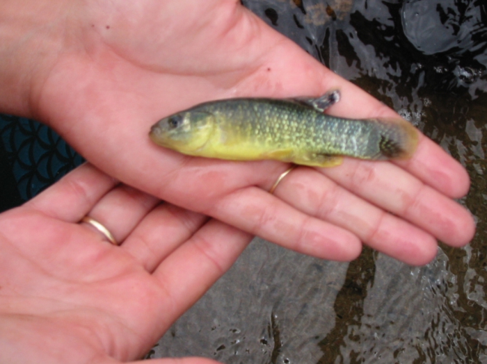 Male mummichog (Fundulus heteroclitus) captured during breeding season Male mummichog (Fundulus heteroclitus) captured during breeding season