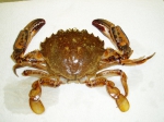 Ovalipes ocellatus - Lady crab, author: Fisheries and Oceans Canada, Marie-He Thiault