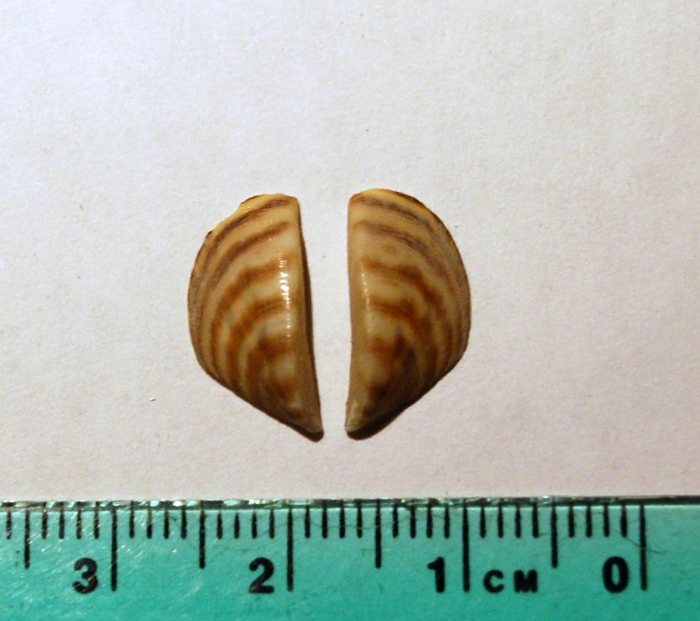 Dreissena polymorpha, zebra mussel Dreissena polymorpha, zebra mussel
