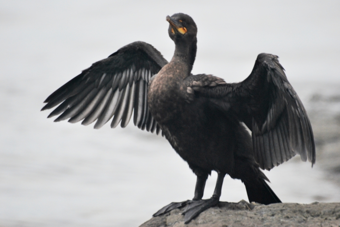 Phalacrocorax auritus, double-crested cormorant Phalacrocorax auritus, double-crested cormorant