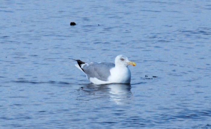 Larus argentatus, Herring gull Larus argentatus, Herring gull