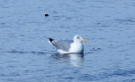 Marine birds