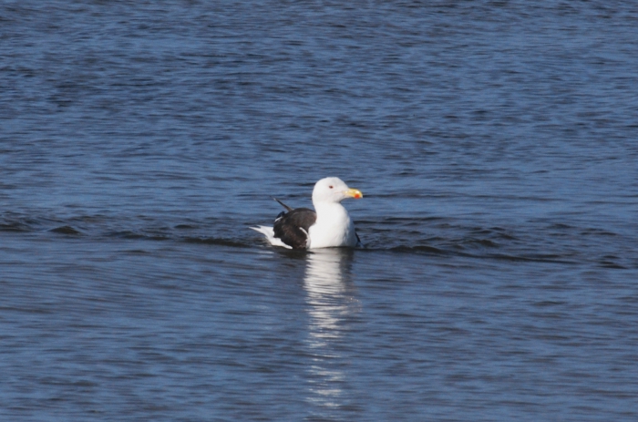 Larus marinus, Great black-backed gull Larus marinus, Great black-backed gull