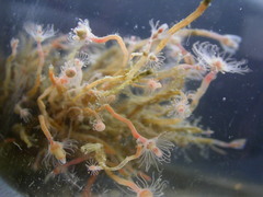 Neteldieren