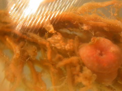 foto 37771