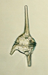 Dinoflagellates
