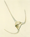 Phytoplankton