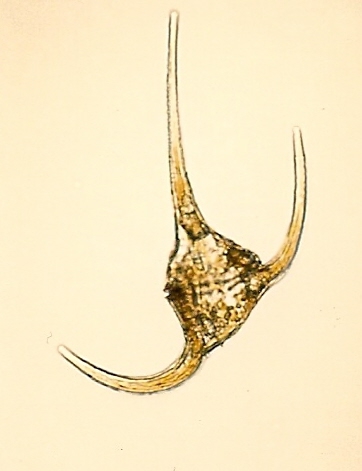 Ceratium longipes