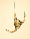 Dinoflagellates