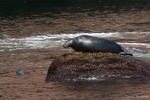 Mammals