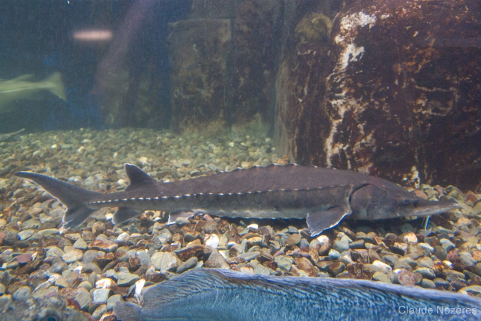 Atlantic sturgeon in aquarium Atlantic sturgeon in aquarium