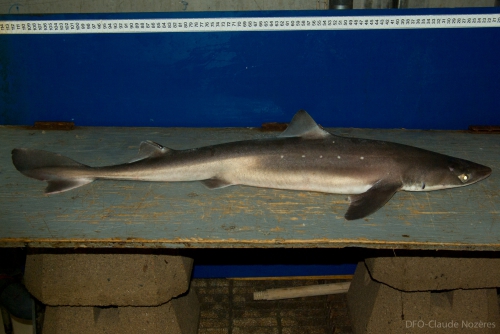 Spiny dogfish Spiny dogfish