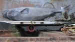 Greenland shark, author: Nozes, Claude