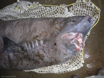 Squaliformes