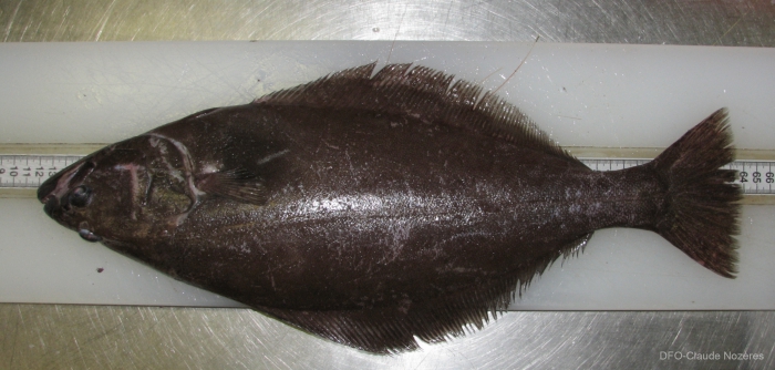 Greenland halibut - dorsal view Greenland halibut - dorsal view