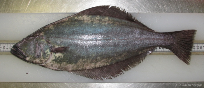 Greenland halibut - ventral view Greenland halibut - ventral view