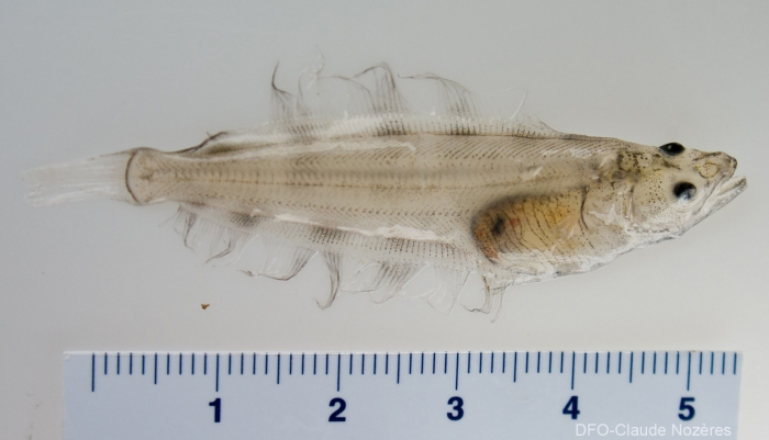 Greenland halibut - very small juvenile Greenland halibut - very small juvenile