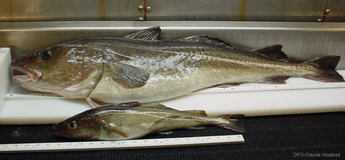 Gadus morhua - large and small Atlantic cod Gadus morhua - large and small Atlantic cod
