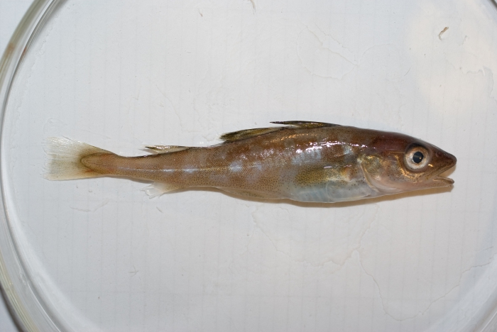 Gadus morhua - juvenile Gadus morhua - juvenile