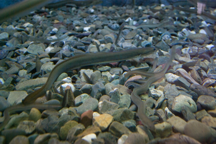 Anguilla rostrata - American eels Anguilla rostrata - American eels
