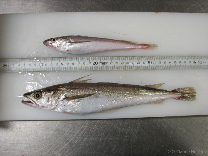 Merluccius bilinearis - silver hake