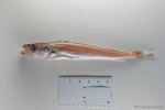 Merluccius bilinearis - juvenile silver hake, author: Nozes, Claude