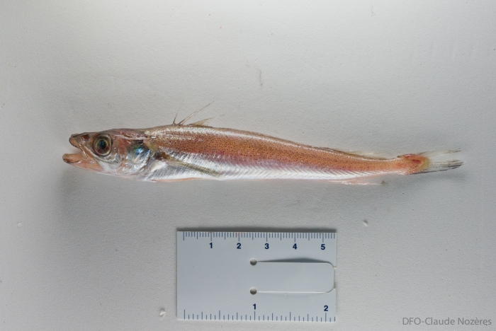 Merluccius bilinearis - juvenile silver hake Merluccius bilinearis - juvenile silver hake