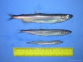 Osmeriformes