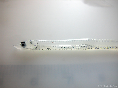 Mallotus villosus - juvenile capelin Mallotus villosus - juvenile capelin
