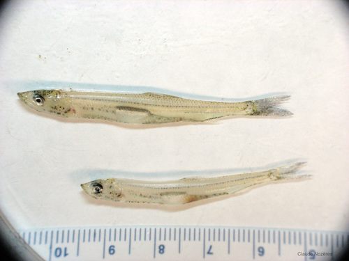 Osmerus mordax - juvenile rainbow smelt Osmerus mordax - juvenile rainbow smelt