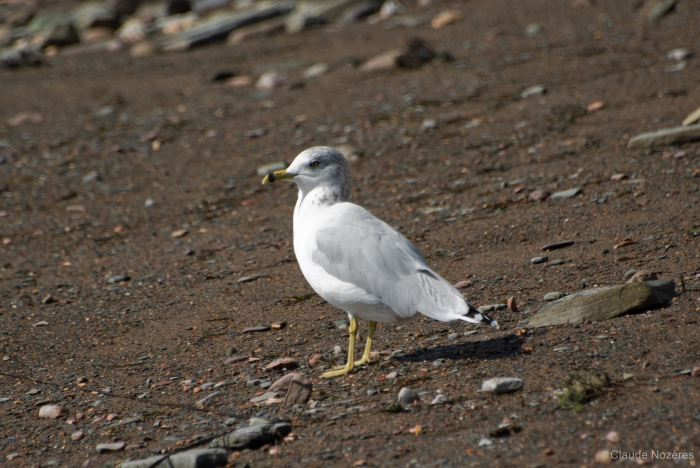 Larus delawarensis - ring-billed gull Larus delawarensis - ring-billed gull
