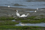 Marine birds
