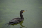 Marine birds